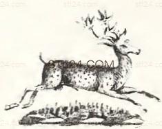 ANIMAL_0193